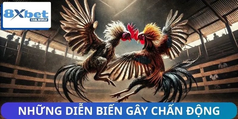 Tin Nổi Bật Nhất Về Đá Gà 8XBET – Cập Nhật Kèo Hot Mỗi Ngày 1 Theo dõi ngay những diễn biến đáng chú ý trên sàn đấu